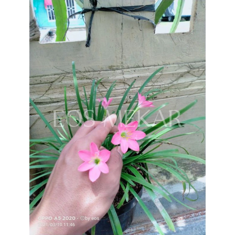 umbi rain lily bunga pink isi 5 umbi