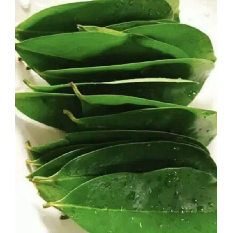 

daun sirsak murah