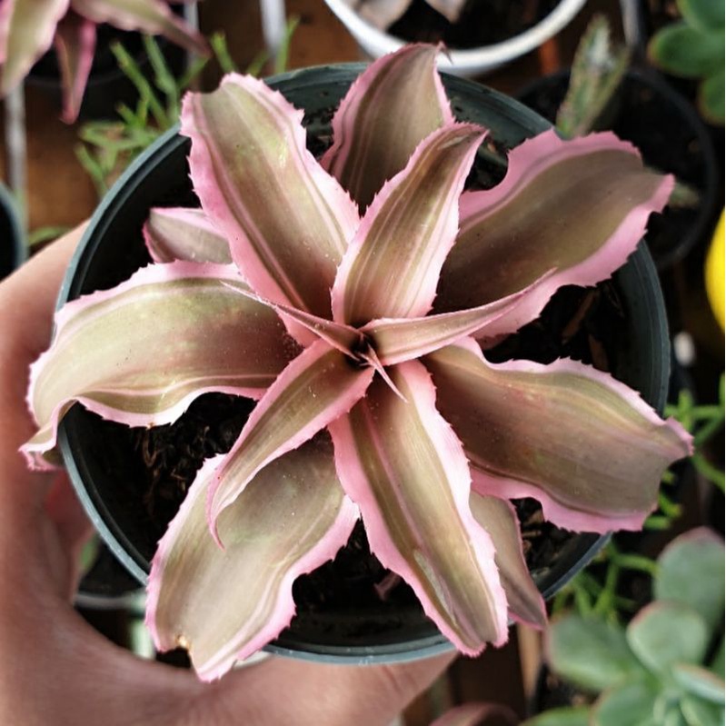 Bromeliad cryptanthus [SUKULEN KAKTUS]