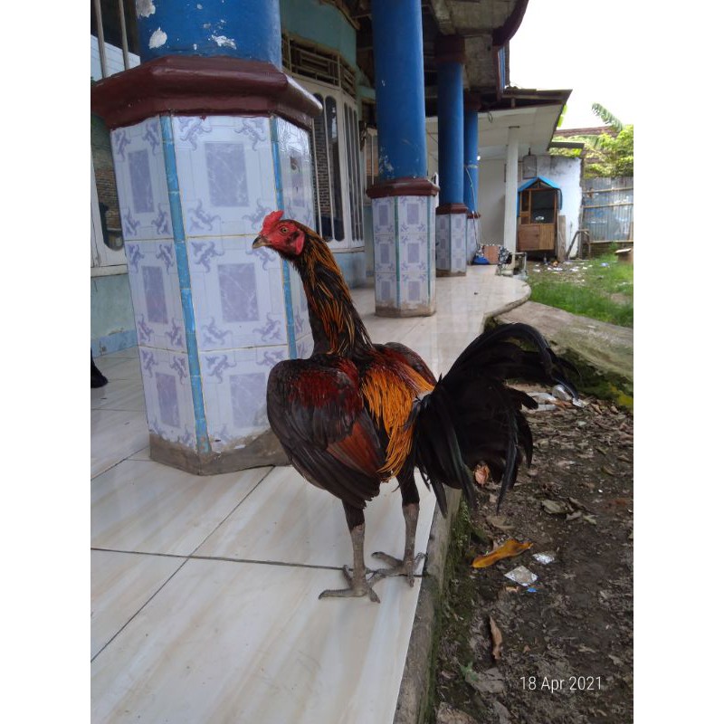 

Ayam pamangon