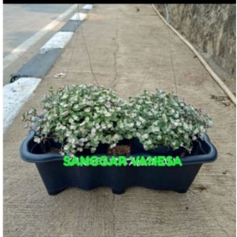 TANAMAN GANTUNG KRIBO DAN POT PANJANG