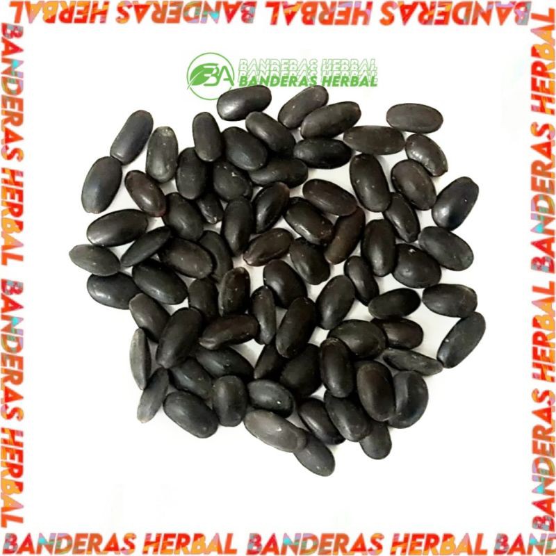 

(FRESH 100gr) Biji kedawung premium banderasherbal