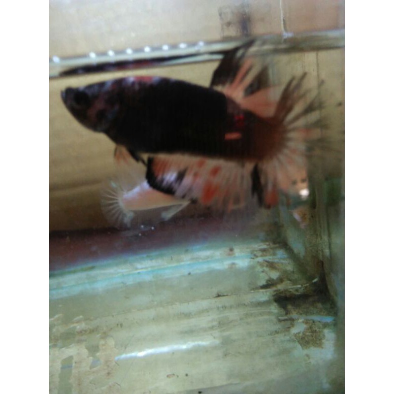 cupang male  guanteng line avatar nemo real pict