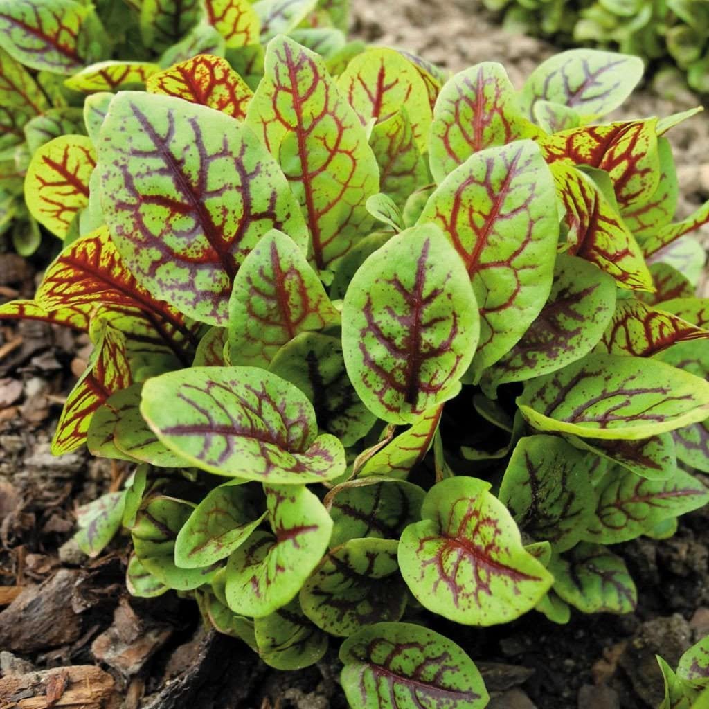 Benih Bibit Biji - Sorrel Red Veined Salad Leaves Seeds - IMPORT