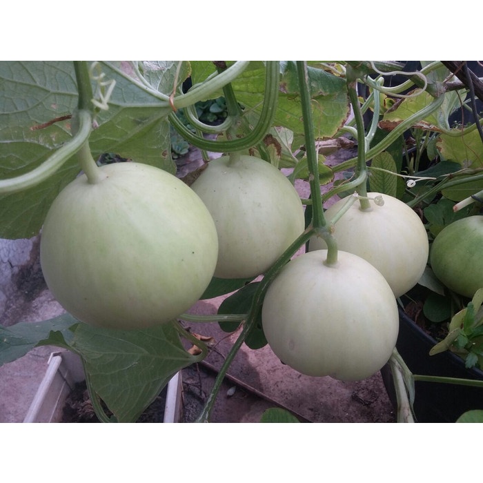 Benih Bibit Biji - Melon Apel Silver Light Hibrida F1 (Kecil, Manis, dan Harum) Seeds - Panen Dalam 60 Hari