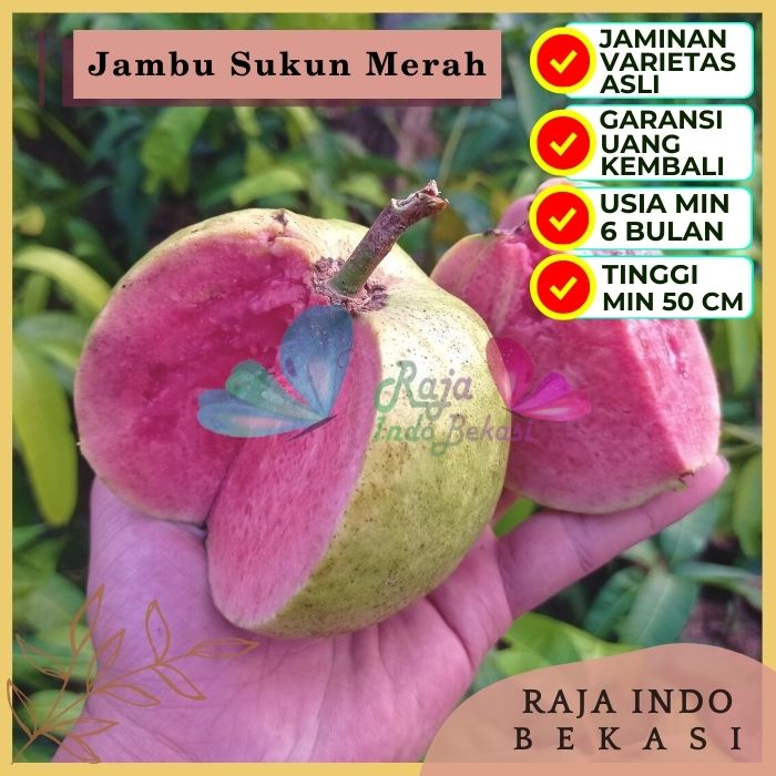 Bibit Tanaman Buah JAMBU BIJI SUKUN MERAH Premium