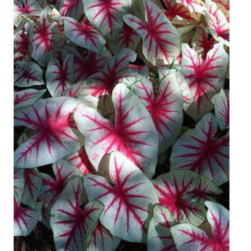 tanaman gias umbi caladium varieties miss snarty plant keladi hias