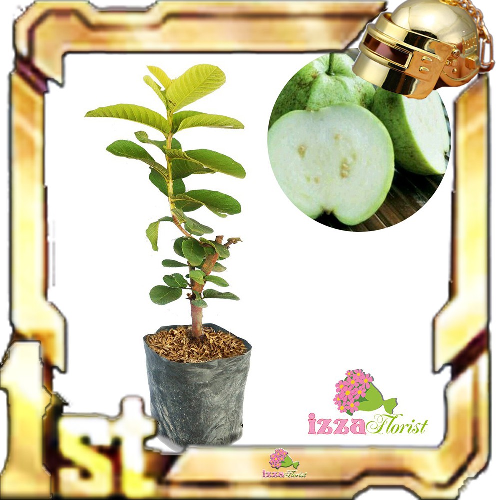 Bibit Jambu Sukun Putih