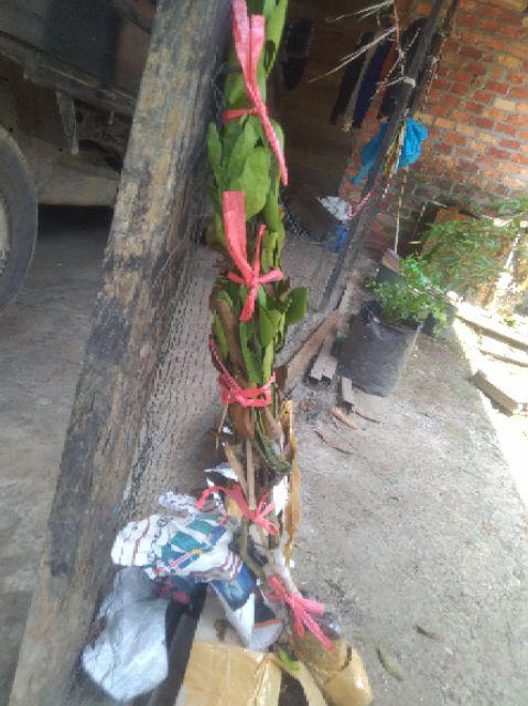 Bibit Jeruk Mandarin 400 Gram / Bibit