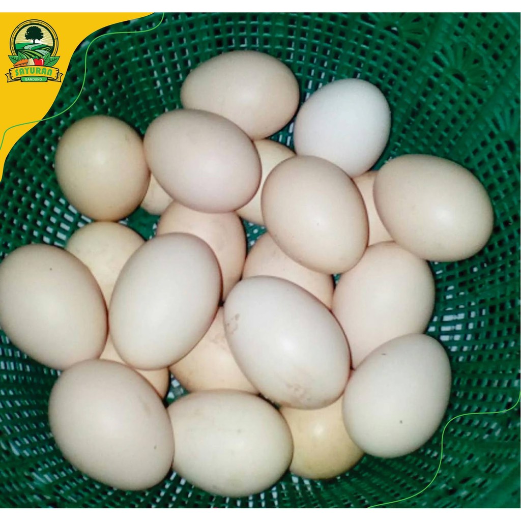 

promo TELUR AYAM KAMPUNG / BUTIR