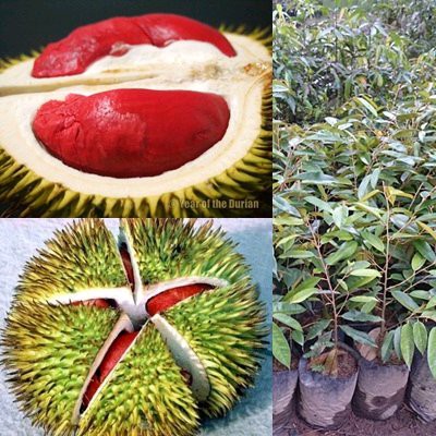 Bibit Durian Merah