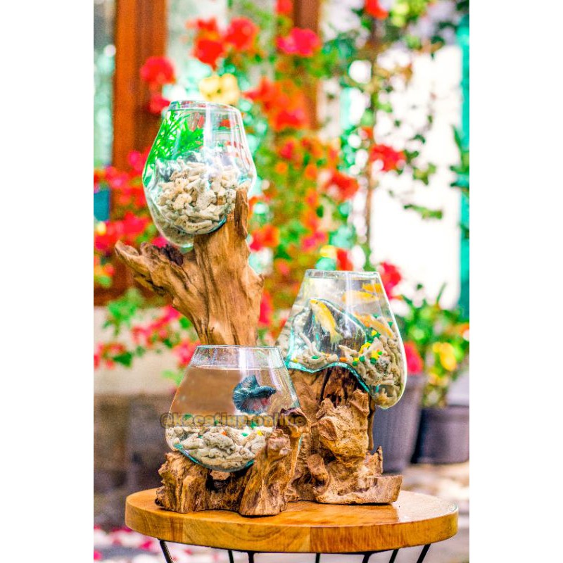 Aquarium ikan cupang halfmoon hias murah 3 in 1 size XL kaca tiup akar gamal digunakan untuk sukulen