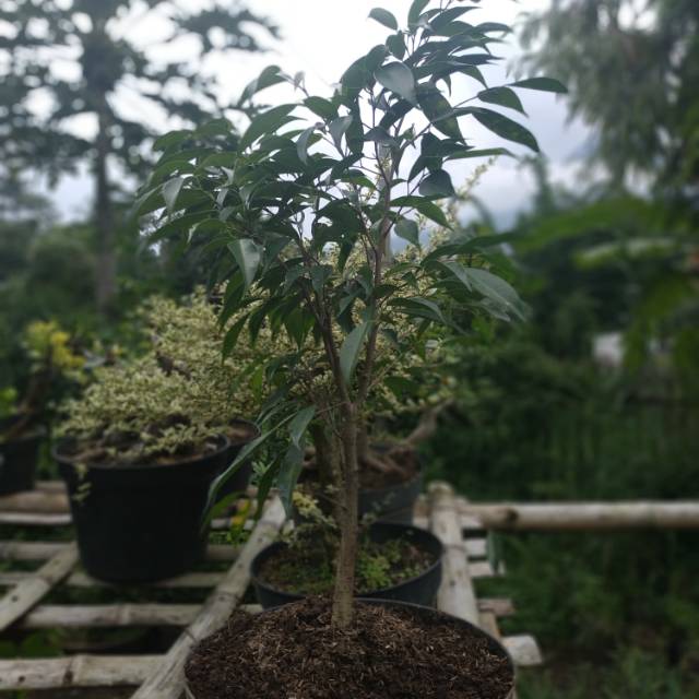 Bahan Bonsai Beringin Arjuna