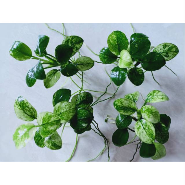 Anubias Pinto Dennerle