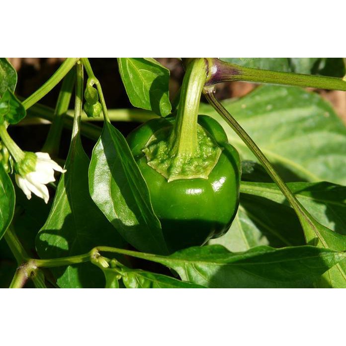 BENIH PAPRIKA ISI 4 / PAPRIKA HIJAU / KEMASAN EKONOMIS