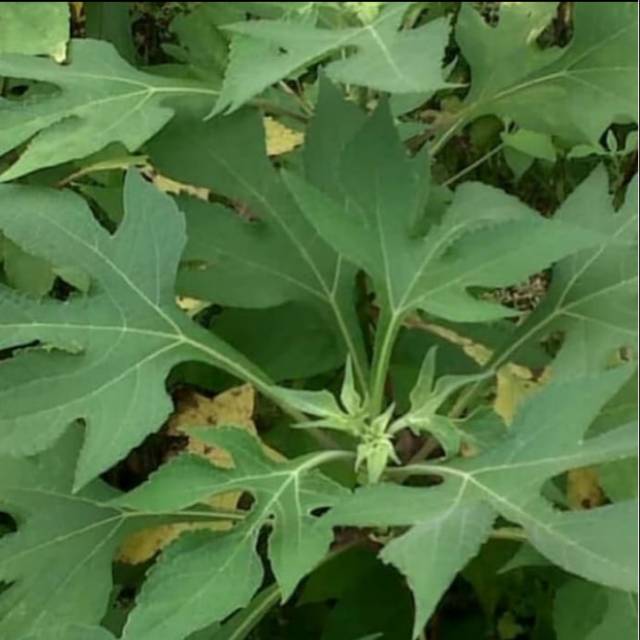 Bibit stek pohon insulin stek batang bibit pohon daun insulin