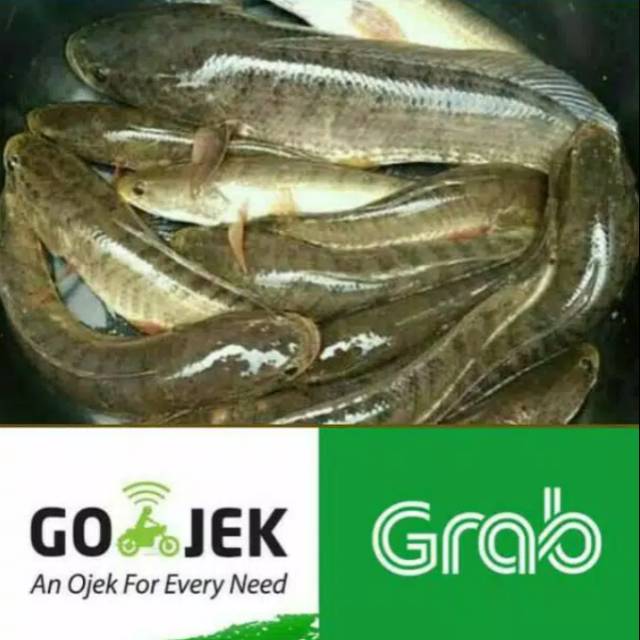 

Ikan Gabus Fresh