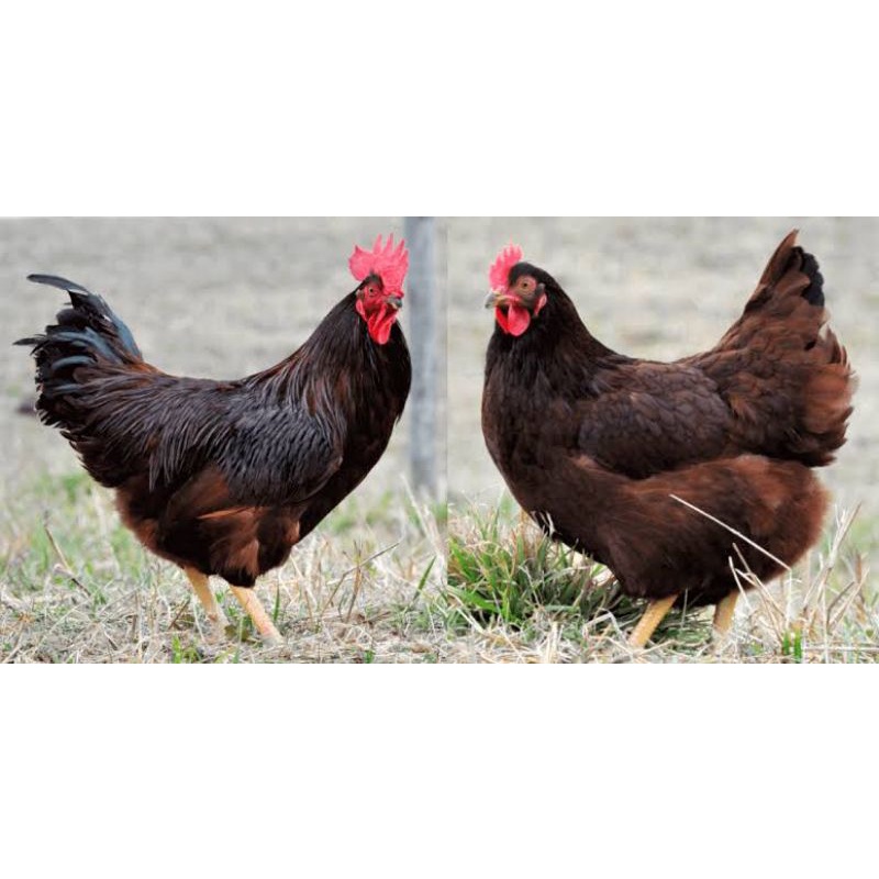 TELUR TETAS / TELUR FERTIL AYAM GEN RIR