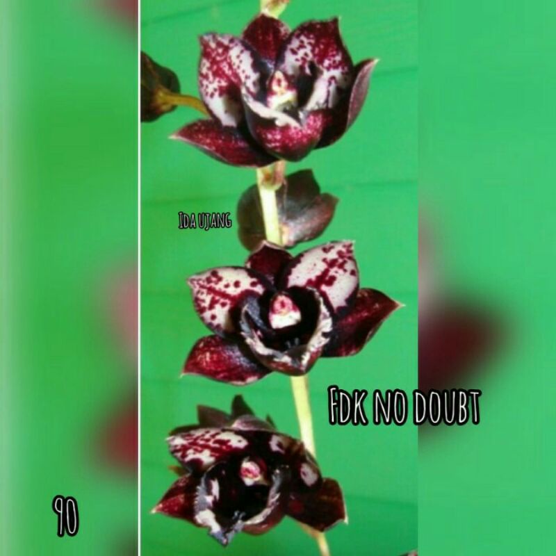 Anggrek Catasetum Fdk No Doubt_ Cynodes, Clowesetum, Catamodes