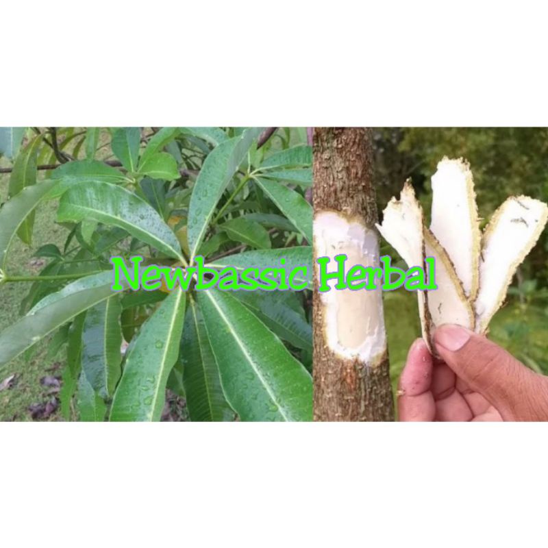 

kulit pohon pule/lame untuk herbal kemasan 500 gram
