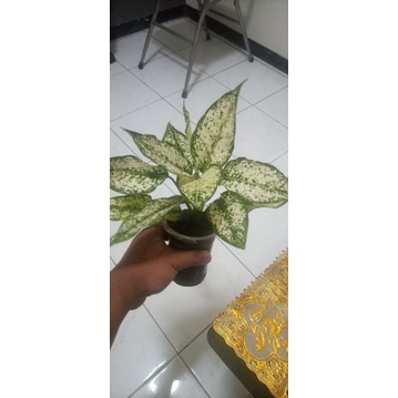 Aglaonema snow white