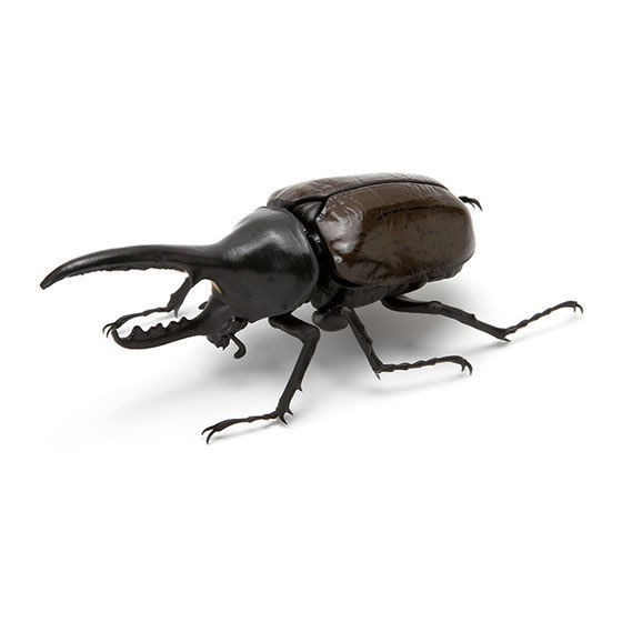 Hercules Bruzeni Brown Rhino Beetle Kumbang Kabutomushi Ikimono Figure