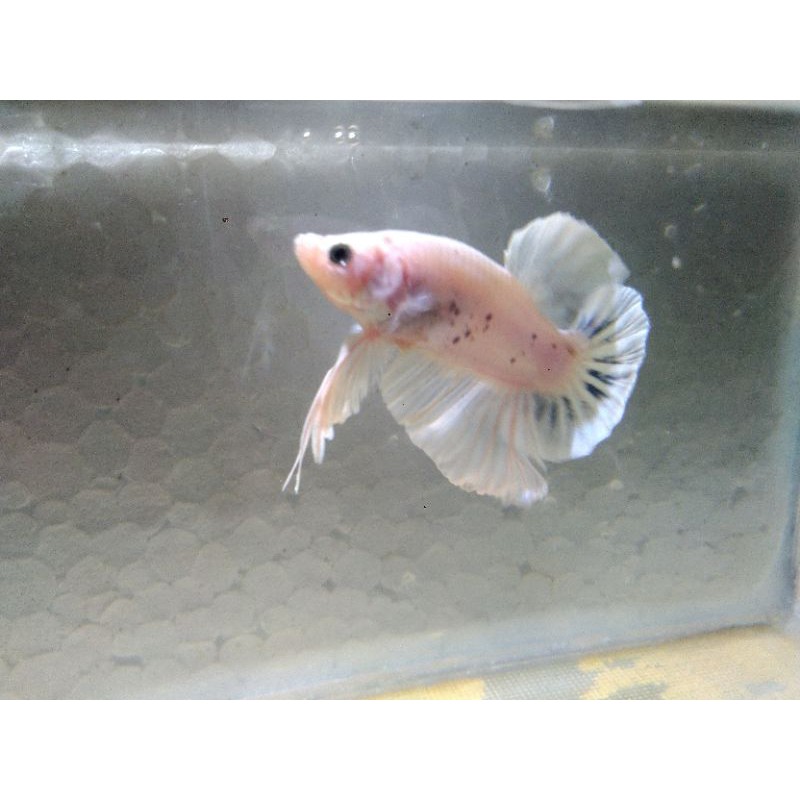 

betta hmpk