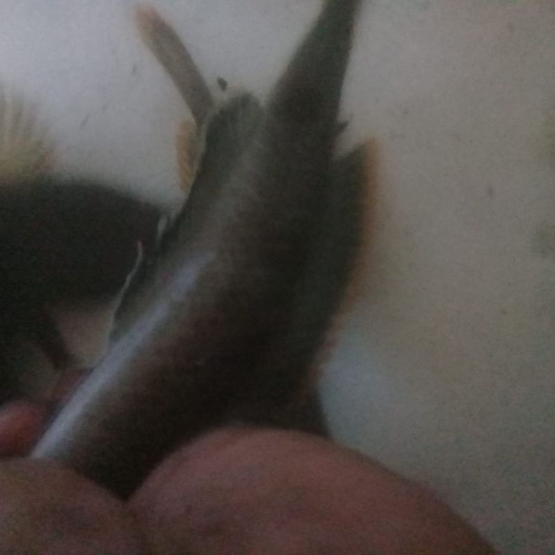 limbata wc uk 7-15cm