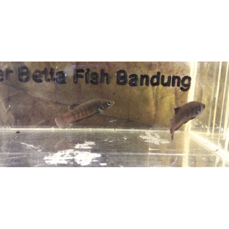 female wild betta splendens