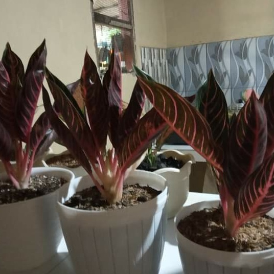 PROMO Aglonema red sumatra - Bonggol aglonema red sumatra