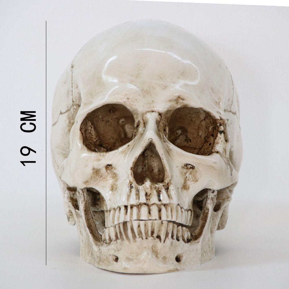 TOP Kepala Tengkorak Model Life-Size1:1 Anatomi Skeleton Head