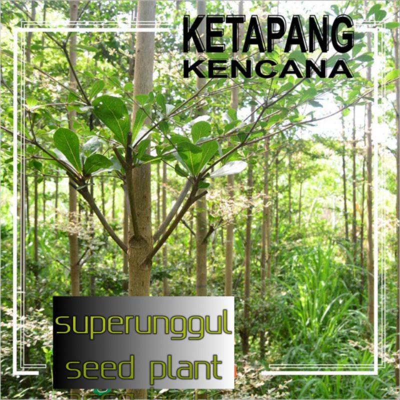 KWALITAS SUPER Tanaman Hias Pohon Ketepeng Kencana Unggul Dan cantik TERPERCAYA