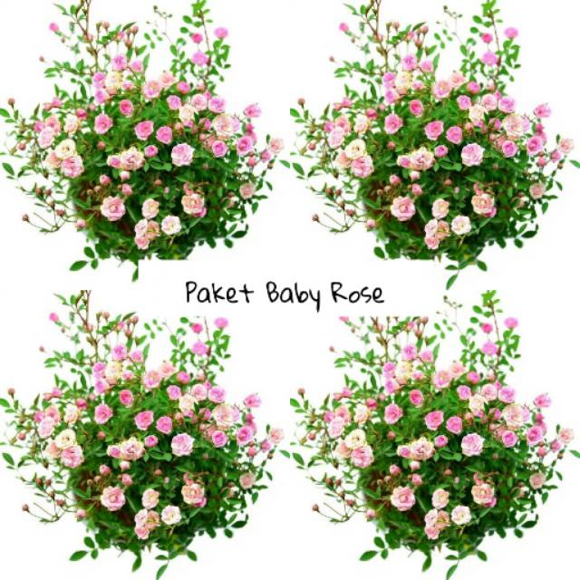 Tanaman Hias Mawar Baby Rose Murah 1 Paket isi 10 Pohon Baby Rose Tanaman Mawar Jepang Daun Rimbun