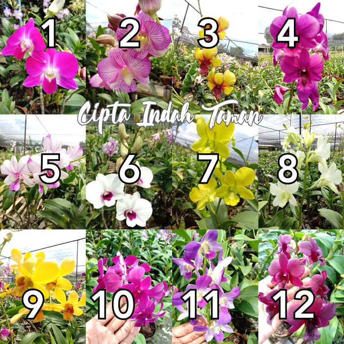 Tanaman anggrek sudah berbunga | Anggrek dendro | Bunga anggrek