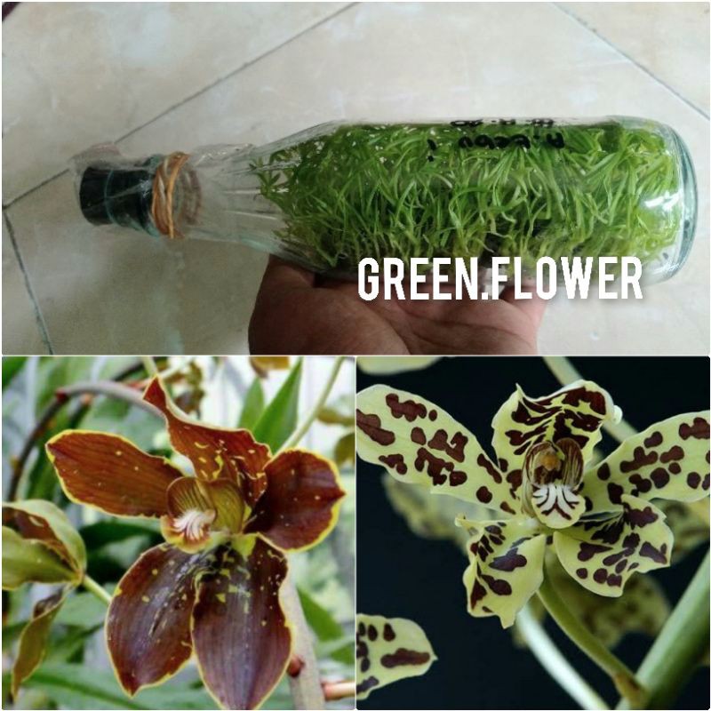 Anggrek Botol grammatophylum Siap Aklim
