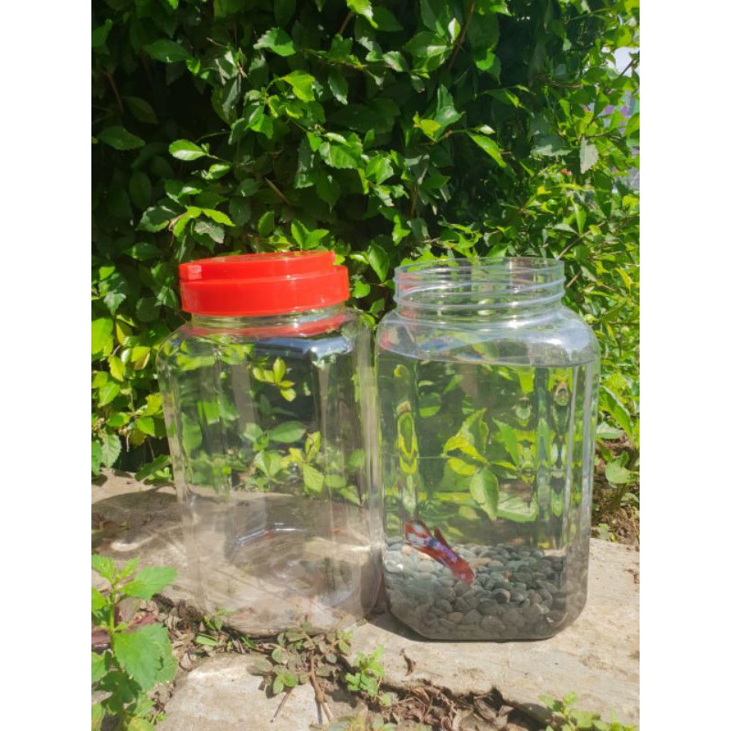 toples plastik ikan cupang 2ltr
