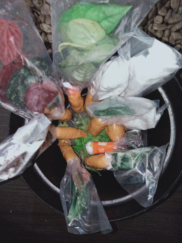 Aglonema Rotundum Aceh Bibit2-3daun Baby Minim Order 5plant