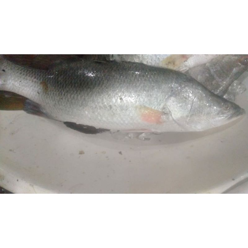 

ikan kakap putih