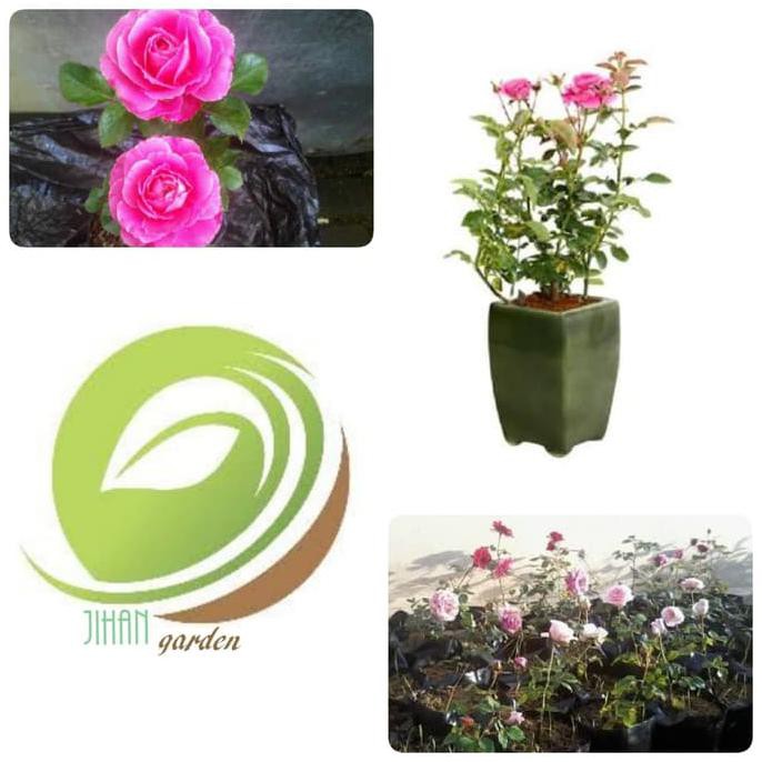 BIBIT TANAMAN BUNGA MAWAR PINK/MAWAR RAMBAT WANGI SELLER TERBAIK