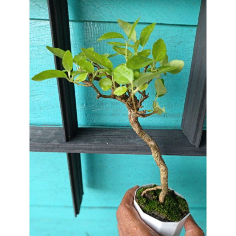 Bonsai Mame Wahong