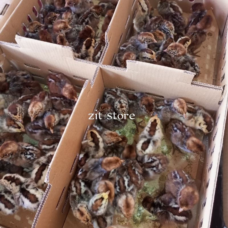 ayam arab | ayam arab kecil | anak ayam arab