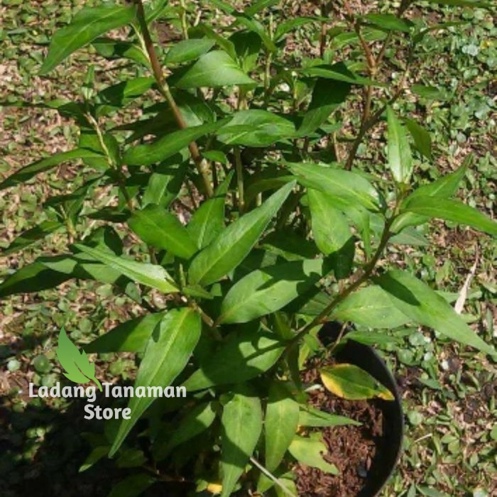 Bibit Tanaman Daun Kesum - Tanaman Daun laksa - Tanaman Herbal