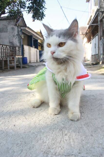 Dress strip hijau muda ala sailormoon untuk kucing dan anjing size S M L XL