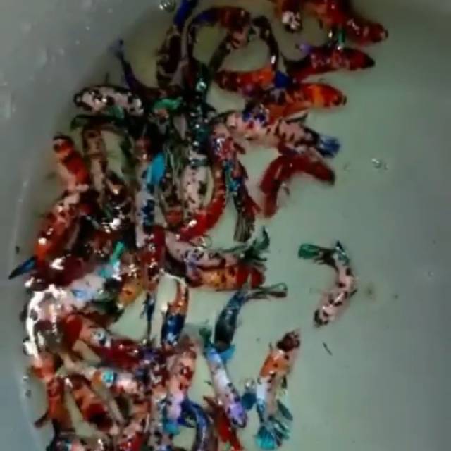 Ikan cupang hias KOI fimale