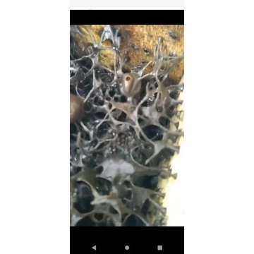 

stup itama klanceng tewul kelulut atau trigona