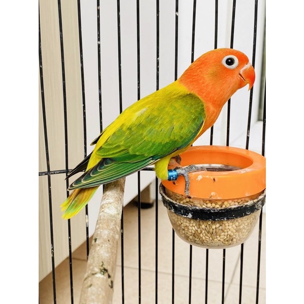 lovebird biola euwing