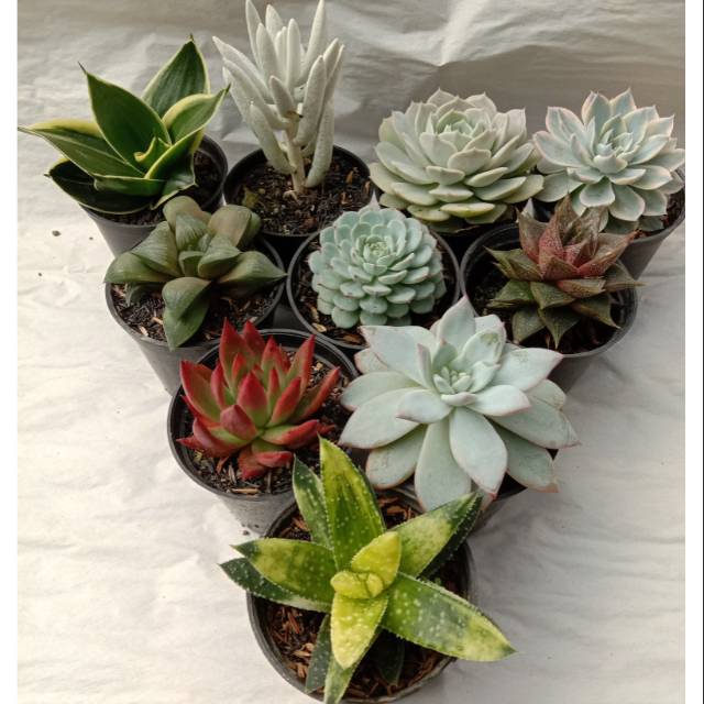 

Paketan mix 10pcs 10jenis berbeda