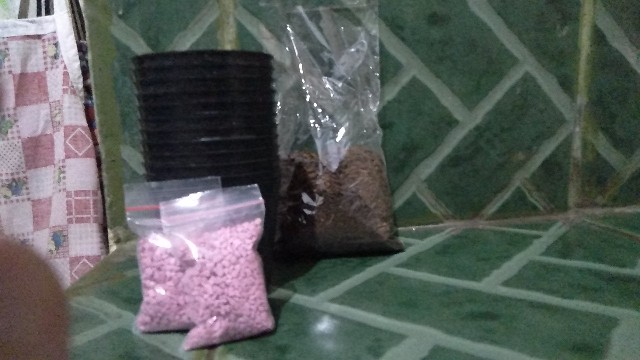 Sekulen Mini Isi 12 Pot