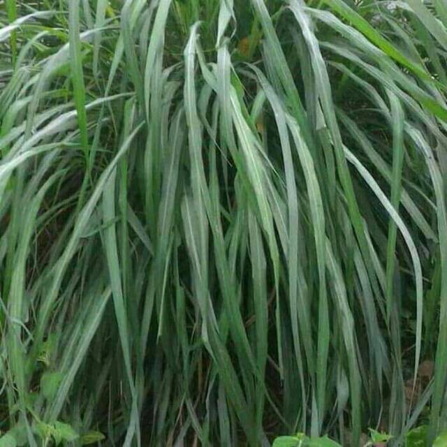 

terabaru MANBAR - Sereh wangi segar sereh merah serai wangi 500 grm segar