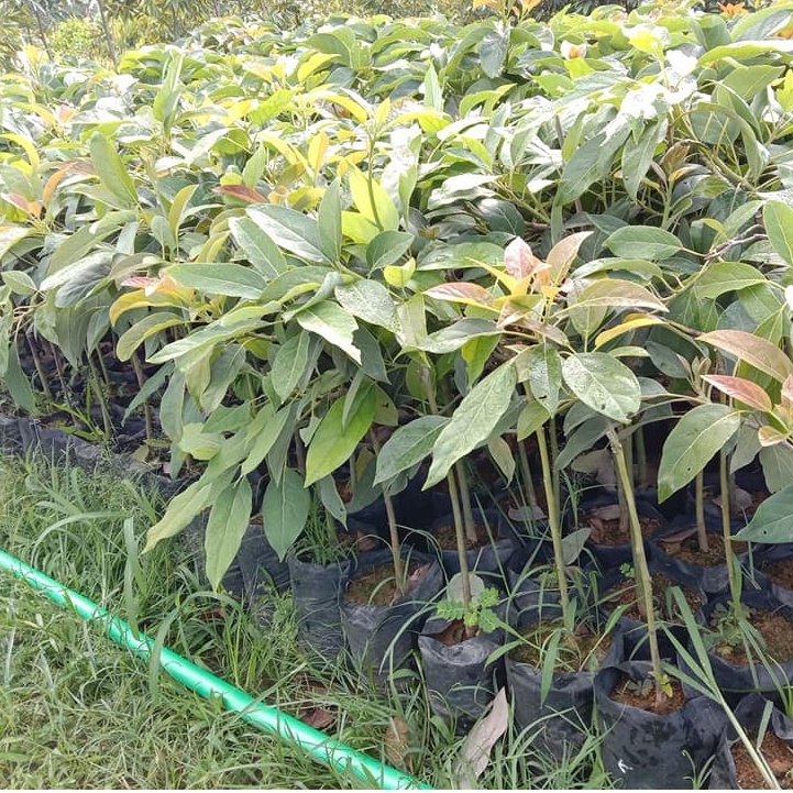 Bibit alpukat hass unggul hasil okulasi